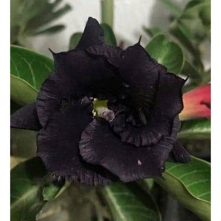 5 เมล็ดพันธุ์ ชวนชม ลูกผสมไฮบริด สายพันธุ์ Black Swan สีดำ กุหลาบทะเลทราย Adenium seed