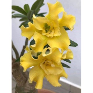 5 เมล็ดพันธุ์ ชวนชม ลูกผสมไฮบริด สายพันธุ์ Golden สีเหลือง กุหลาบทะเลทราย Adenium seed