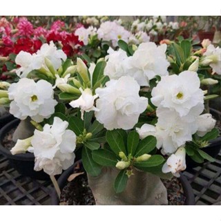 5 เมล็ดพันธุ์ ชวนชม ลูกผสมไฮบริด สายพันธุ์ Marie Sally สีขาว กุหลาบทะเลทราย Adenium seed