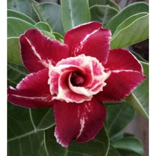 5 เมล็ดพันธุ์ ชวนชม ลูกผสมไฮบริด สายพันธุ์ Maria Red สีแดง กุหลาบทะเลทราย Adenium seed