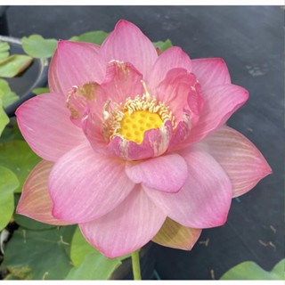 3 เมล็ดพันธุ์ บัว บัวสวยงาม บัวอ่าง บัวบึง สายพันธุ์ Hybridized Pink สีชมพูหวาน