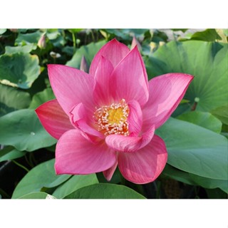 3 เมล็ดพันธุ์ บัว บัวสวยงาม บัวอ่าง บัวจิ๋ว บัวแคระ สายพันธุ์ Red Sun สีแดง พิงค์ Lotus Seeds