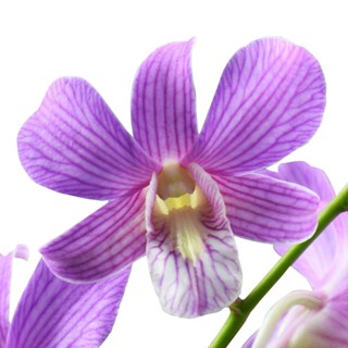 30 เมล็ดพันธุ์ เมล็ดกล้วยไม้ กล้วยไม้สกุลหวาย (Dendrobium) Orchid flower