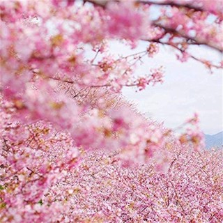 15 เมล็ดพันธุ์ เมล็ด เมล็ดพันธุ์ ซากุระ Weeping Cherry Tree