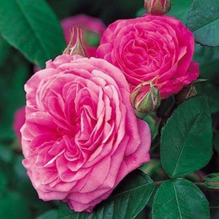 30 เมล็ด เมล็ดพันธุ์ Gertrude Jekyll สายพันธุ์อังกฤษ ดอกกุหลาบ  ดอกใหญ่