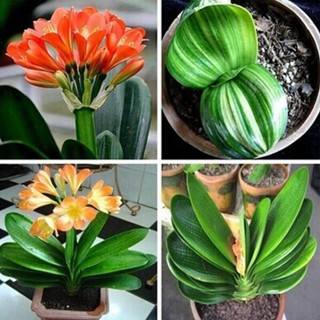 10 เมล็ดพันธุ์ เมล็ด คลิเวีย คลีเวีย ว่านสิบแสน คลิเวียด่าง Lily Clivia