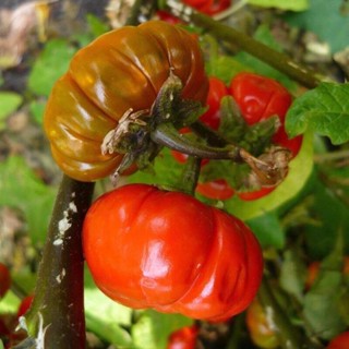 20 เมล็ดพันธุ์ เมล็ด มะเขือพวง มะเขือเปราะ สีแดง RED RUFFLED Eggplant