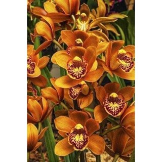 30 เมล็ดพันธุ์ เมล็ดกล้วยไม้ กล้วยไม้ ซิมบิเดียม (Cymbidium Orchids) Orchid flower