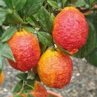 20 เมล็ดพันธุ์ เมล็ด มะนาวแดง ผลสีแดง Red Lemon Tree  Organic Fruit  Bonsai Blood Orange