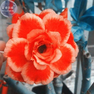 10 เมล็ด เมล็ดพันธุ์ ชวนชม Desert Rose สายพันธุ์ไต้หวัน สีส้ม Adenium  กุหลาบทะเลทราย Desert Rose ราชินีบอนไซ