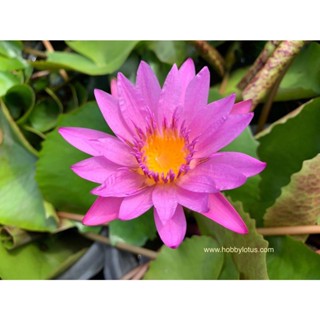 เมล็ดบัวผันไทยลูกผสม หรือบัวสี (water Lily) สีชมพู 5 เมล็ด