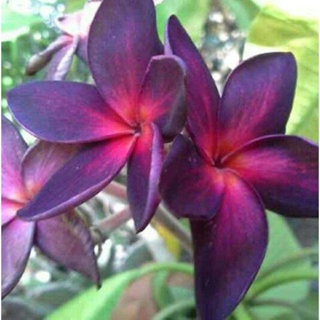 20 เมล็ด ลีลาวดี Frangipani , Pagoda Tree, Hawaii Plumeria สายพันธุ์ Black diamond สีดำ