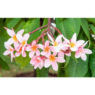 20 เมล็ด ลีลาวดี Frangipani , Pagoda Tree, Hawaii Plumeria สายพันธุ์ Panicle pink สีชมพู