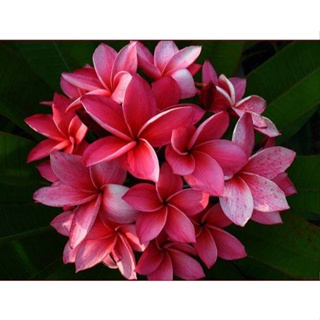 20 เมล็ด ลีลาวดี Frangipani , Pagoda Tree, Hawaii Plumeria สายพันธุ์ Kimi Moragne สีบานเย็น