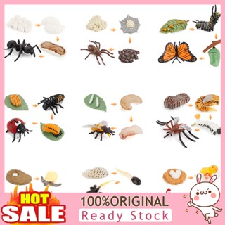 b_chlorine398 Toy Kids Toy Growth Cycle Kids Toy Fine Workmanship for Children