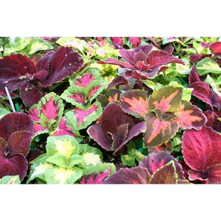 50 เมล็ด เมล็ดพันธุ์ ฤาษีผสม Coleus Seed เปอร์เซ็นการงอก  80-90% มีคู่มือปลูก