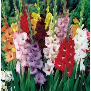 แกรนดิโอลัส  (Gladiolus) คละสี 10หัว/ชุด ดอกไม้ชนิดหนึ่งดอกคล้ายหัวหอม สีม่วง ดอกใหญ่ ให้ดอกจำนวลมาก