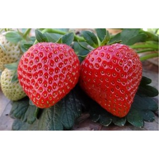 100 เมล็ด เมล็ดสตอเบอร์รี่ ของแท้ 100 %  (Fem Strawberry) งอกไว เพาะไม่ยาก อัตราการงอก 70-80 % มีพร้อมคู่มือการเพาะ