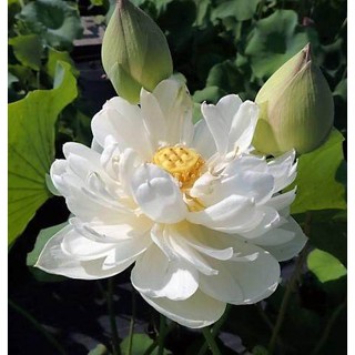 10 เมล็ดบัว สายพันธุ์ Snow White Lotuses Flower Seeds สีขาว บัวหลวงนอก บัวสาย บัวไหว้พระ ดอกใหญ่ ประดับบ้าน ตกแต่งสวน