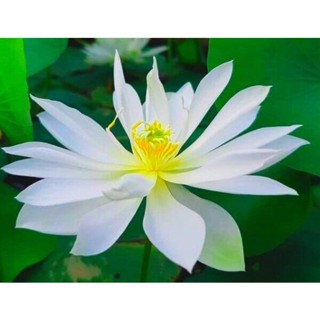 10 เมล็ดบัว สายพันธุ์ Foreigner Lotuses Flower Seeds สีขาว บัวหลวงนอก บัวสาย บัวไหว้พระ ดอกใหญ่ ประดับบ้าน ตกแต่งสวน