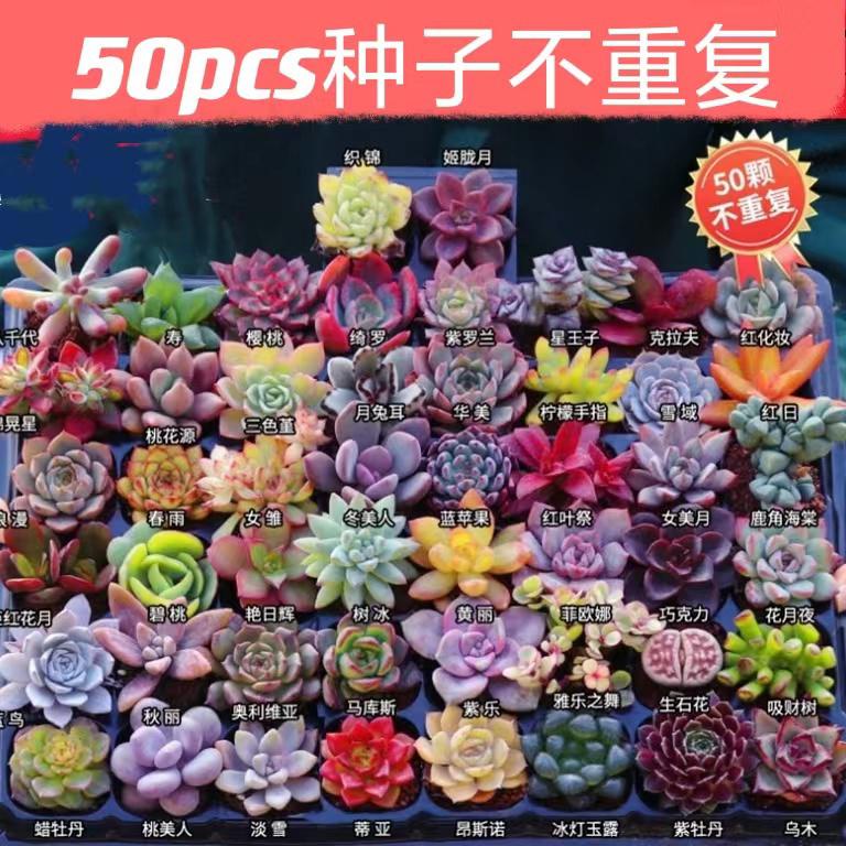 🌹100 09.50เเน่นอนN8p3🌺