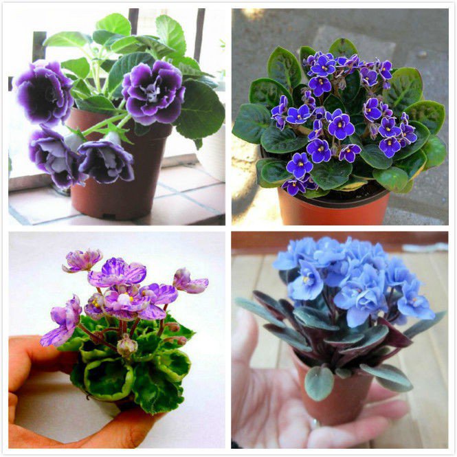 100pcs VIOLET Flower seeds เมล็ดดอกไวโอเล็ต100เมล็ดไม้กระถางระเบียงตกแต่งสวนไม้กระถาง