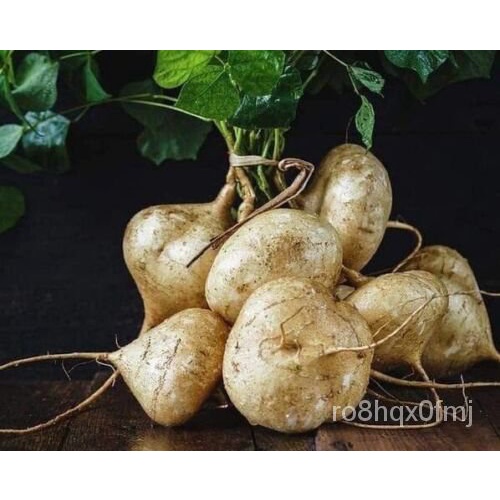 เมล็ด 100 True Jicama Seeds/Natto Potato Seeds/CU San-Cu Dau Seeds ข้าวโพด