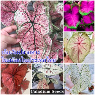 （เมล็ด）จัดส่งในพื้นที่ บอนสี 100เมล็ด Caladium Seeds มะระไม้มงคลสวยๆบอนสีแปลกๆ เมล็ด/งอก ปลูก/งอก  มะระ