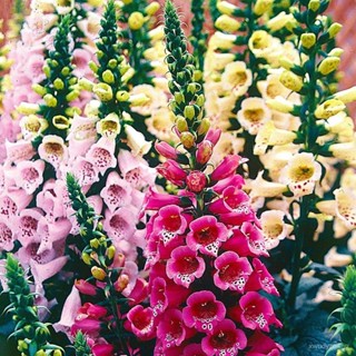 อินทรีย์็ด ใหม่็ด ใหม่ Bonsai Seeds มะระฟ๊อกเลิฟ ดิจิทาลิส digitalis purpurea foxglove excelsior 1000 ใหม่็ด ถ คะน้