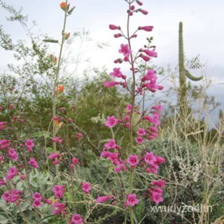 อินทรีย์็ด ใหม่็ด ใหม่ เพนสตีมอน penstemon gentianoides beardtongue 200 ใหม่็ด ใหม่นำเข้าจาก อังกฤษ ใหม่ มะระ