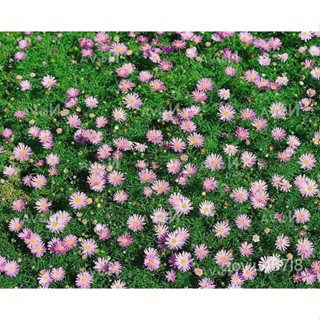 อินทรีย์็ด ใหม่็ด ใหม่ เดซี่ สวอน ริเวอร์ brachyscome iberidifolia (Swan River Daisy) 1000 ใหม่็ด ใหม่นำเข้ ถู มะระ