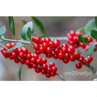 เมล็ด Yaupon ฮอลลี่ Ilex อาเจียน50เมล็ด ต้นอ่อน