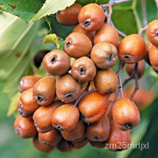 เมล็ด 10ต้นอ่อนไม้บริการป่า-Sorbus torminalis ต้นอ่อน