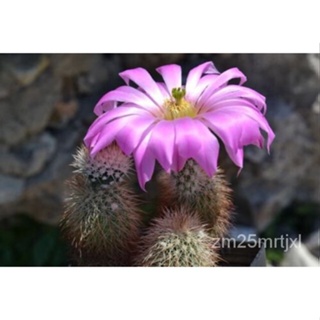 เมล็ด Echinocereus ciurus 20เมล็ดกระบองเพชรฉ่ำ ต้นอ่อน