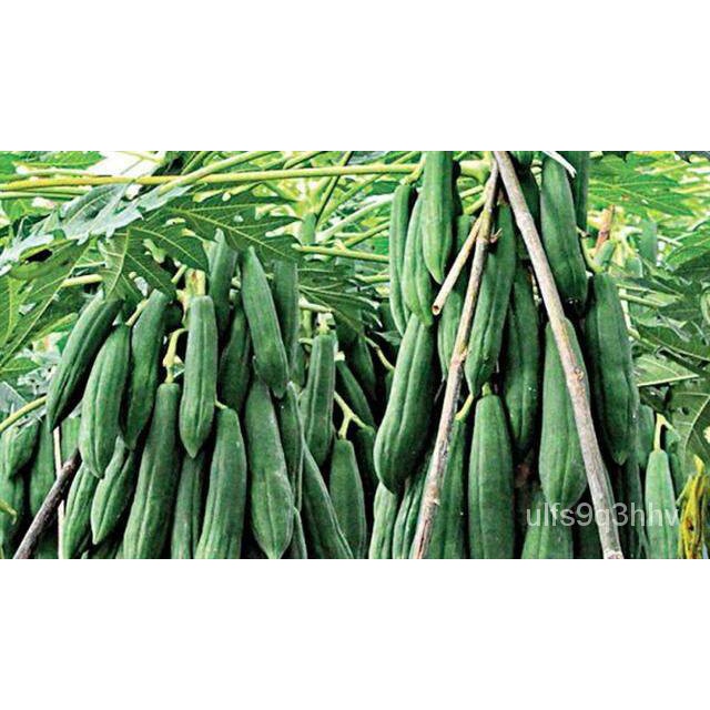 อินทรีย์็ด อินทรีย์็ด บาทอินทรีย์มะละกอแขกนวล  พร้อมอินทรีย์ในถุงดำ  34  บาท อินทรีย์ บาท