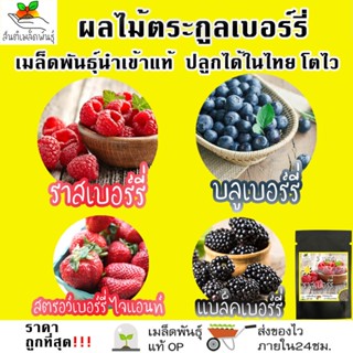 อินทรีย์็ด ใหม่็ด บาท ชุด ผลไม้ ตระกูลเบอร์รี่ ใหม่็ดแท้ ราสเบอร์รี่/บลูเบอร์รี่/แบล็คเบอร์รี่ ใหม่ที่สุ