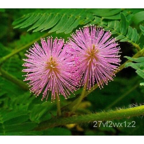 เมล็ด เมล็ดพืชที่ละเอียดอ่อน-Mimosa Pudica-Touch Me Not Flower Herb Planting Seeds บาท