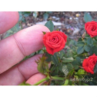 อินทรีย์็ด ใหม่็ด 30 ใหม่็ด ใหม่ กุหลาบหนู สีแดง Rose Seed มะระเล็ก มะระหอม จิ๋ว  นำเข้าจากต่างประเทศ Garden See