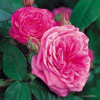 อินทรีย์็ด ใหม่็ด 30 ใหม่ Garden Seeds Gertrude Jekyll สายใหม่อังกฤษ ง่ายกุหลาบ นำเข้าจากอังกฤษ ง่ายใง่าย่ พ