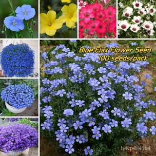 อินทรีย์็ด ใหม่็ด (100 Seeds Per Bag) Mixed Blue Flax Flower Seeds for Planting ใหม่็ดบอนสี ใหม่็ดง่ายไม้ บอนสีสว ผั