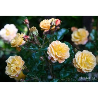 อินทรีย์็ด ใหม่็ด 30 ใหม่็ด ใหม่ กุหลาบพวง Floribunda Rose Seeds สีแชมเปญ ง่ายหอม นำเข้าจากต่างประเทศ พร้อมคู่มือ ผั