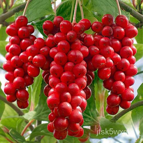 เมล็ด Schisandra Chinensis Seeds-Magnolia Berry Fruit Vine TCM Herb Planting Seeds ง่าย