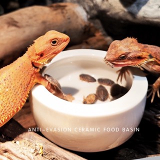 ถาดอาหารสำหรับกิ้งก่า คาเมเลียน เบี๊ยดดราก้อน เก็คโค กันหนอน…