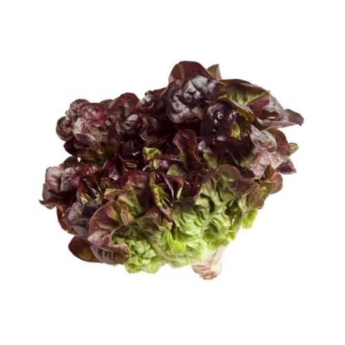 เมล็ด Red Oak Lettuce - 100 Seeds - Tasmanian Floods เพาะ