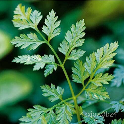 เมล็ด Chervil Great Garden Herb By Seed Kingdom 400Seed มะระ