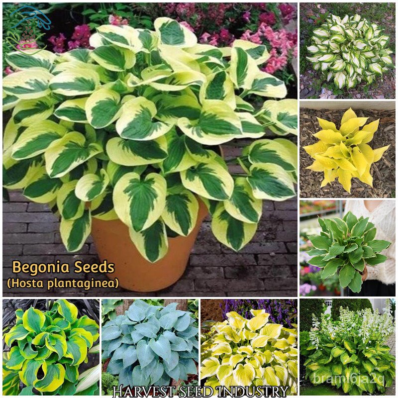 （เมล็ด）การ บีโกเนีย 50 เมล็ด/ถุง Color Mixing Begonia Seeds(Hosta Plantagin/งอก ปลูก/งอก  การ
