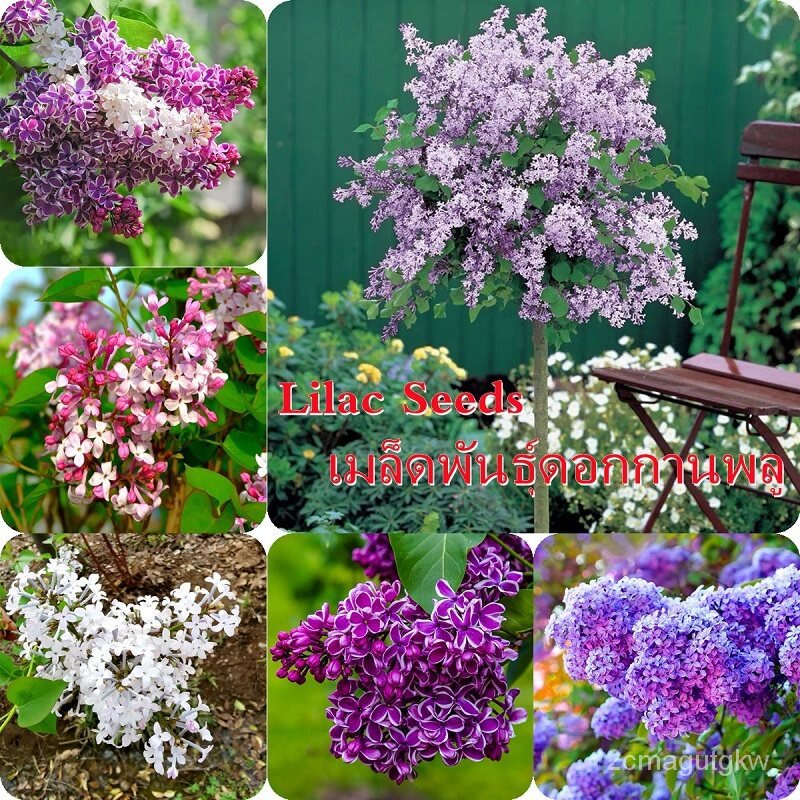 （เมล็ด）โปรโมชั่น 200ชิ้น/ถุง Lilac Seeds หัวบอนสีสวยๆ การไม้ บอนชายชล บอน แต่งสวน แ/งอก ผัก ปลูก /งอก การ