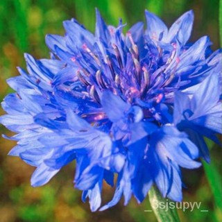  flowersเมล็ด  ปุ่มCornflower HEIRLOOMดอกไม้ ไม่จีเอ็มโอเดี่ยวสีน้ำเงิน400 DWARF ตัด 7NCP