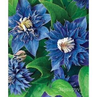 เมล็ดคู่ seedsดอกบาน25 Clematis สีฟ้ายืนต้น ETZY