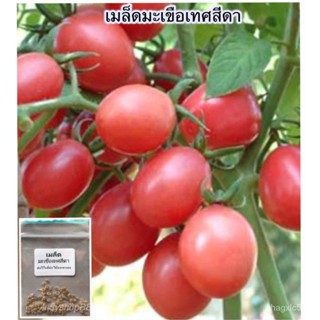 การ งอกเทศ งอกเทศส้มตำ งอกเทศสีดา 200 เมล็ด [10 การ 1 งอกการ]/งอก ปลูก/งอก เมล็ด/งอก การ